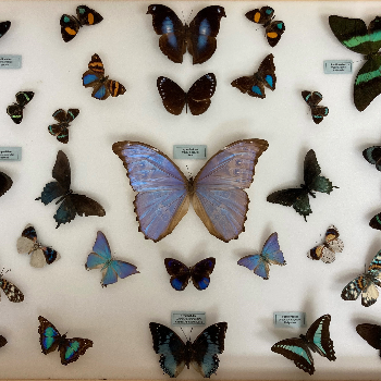 Louisiana State Arthropod Museum