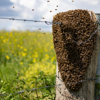 Honeybee Removal and Swarm Collection