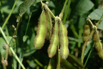 Soybeans