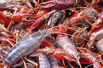 Crawfish
