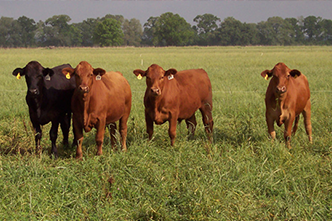 Beef/Forage