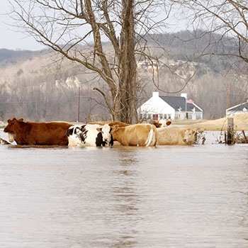 Disaster Information
