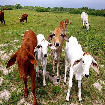 Animal Health