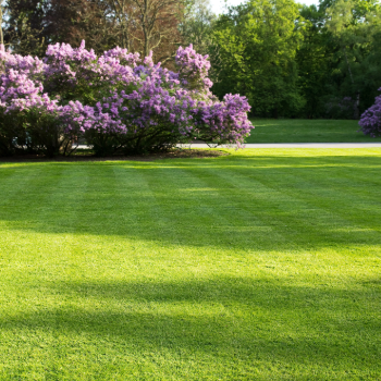 Louisiana Lawns