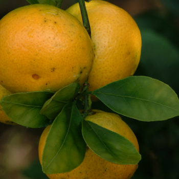Louisiana Home Citrus Guide