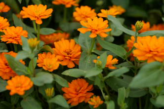 Horticulture Hints