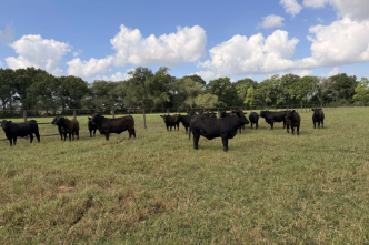 Beef & Foraging