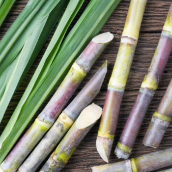 Sugarcane
