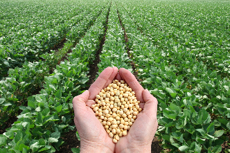 Crops