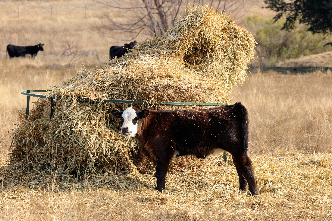 Livestock & Forages
