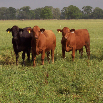 Livestock
