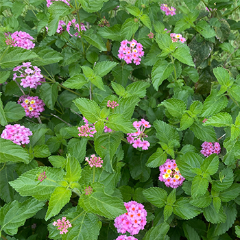 Roots, Shoots, Fruits and Flowers