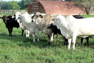 Agriculture & Natural Resources