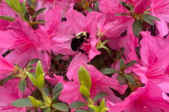 Horticulture