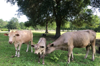 Agriculture & Natural Resources