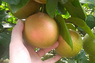 Horticulture