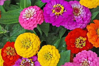 Agriculture & Horticulture