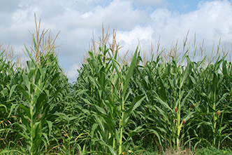 Agriculture & Horticulture
