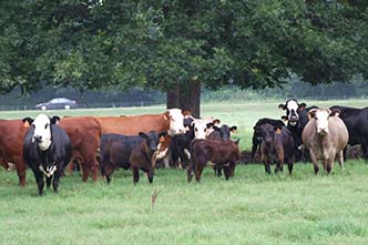 Animal Science