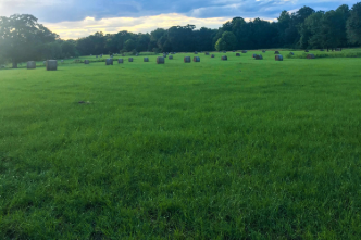 Livestock/Forages
