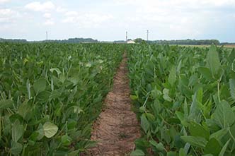 Agriculture and Aquaculture