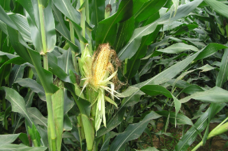 Agriculture & Natural Resources