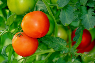 Agriculture & Natural Resources