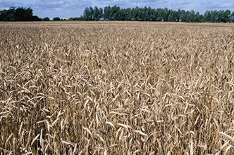 Agriculture & Natural Resources