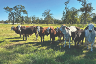 Agriculture & Natural Resources