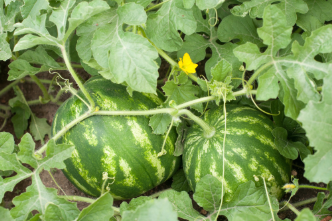 Horticulture, Ag & Natural Resources