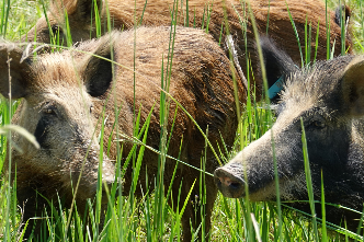 Invasive Species Management