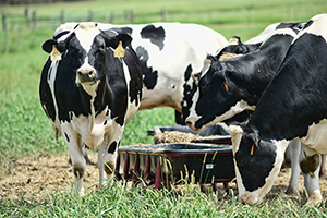 Dairy grains.jpg thumbnail