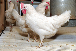 poultry.jpeg thumbnail