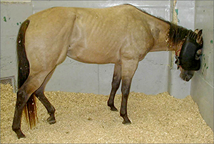 Neuro Horse.jpg thumbnail