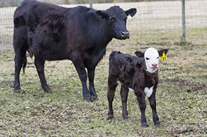 cow-calf_4391-3.jpg thumbnail