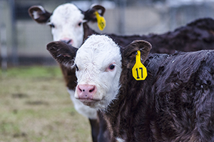 calves.jpg thumbnail
