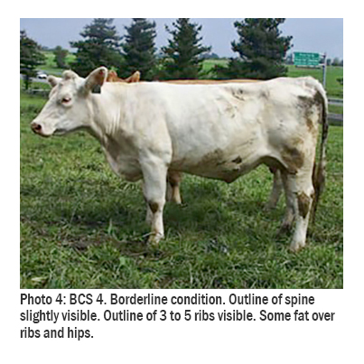 BCS Borderline.jpg thumbnail