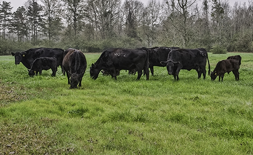 forage_beef.jpg thumbnail