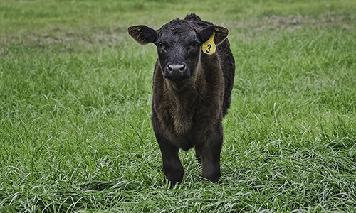 forage beef 5hx3h.jpg thumbnail