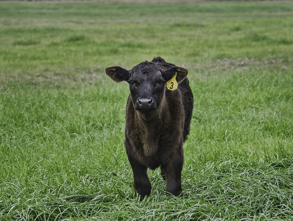 forage beef calf.jpg thumbnail