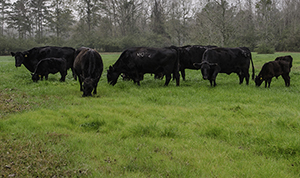 forage_1934.jpg thumbnail