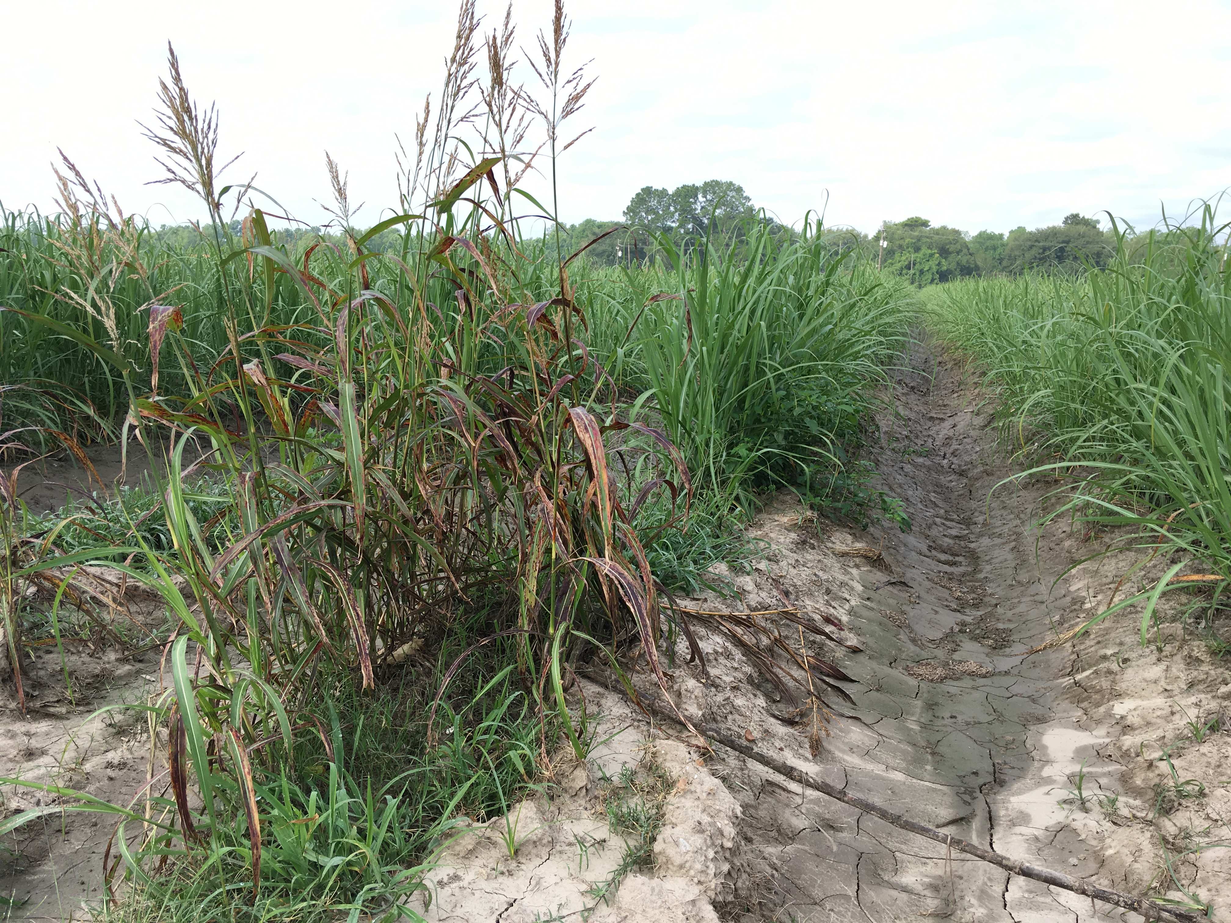 Johnsongrass in Sugarcane.JPG thumbnail