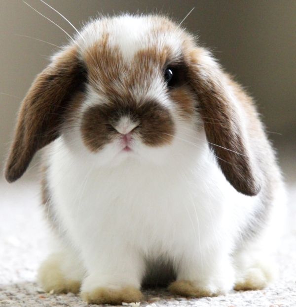 Rabbit.