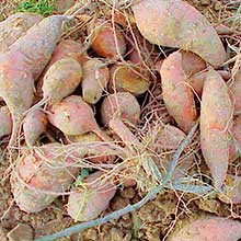 Sweet Potato Research Station