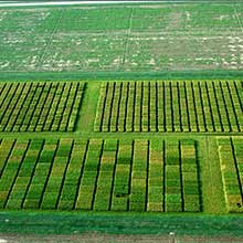 Rice Research Station