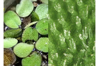 Common Salvinia