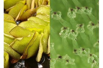 Giant Salvinia