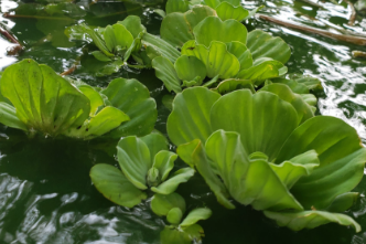 Plant Biology