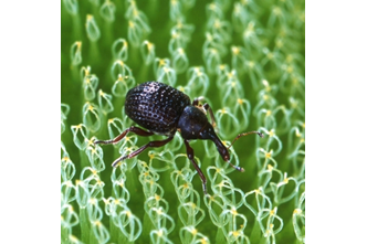 Salvinia Weevil