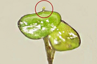 Plant Biology and Issues